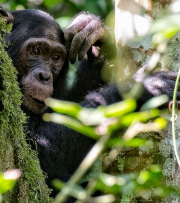 In Semuliki National Park, chimpanzee trekking activities are an unforgettable experience and a popular tourist attraction in western Uganda.