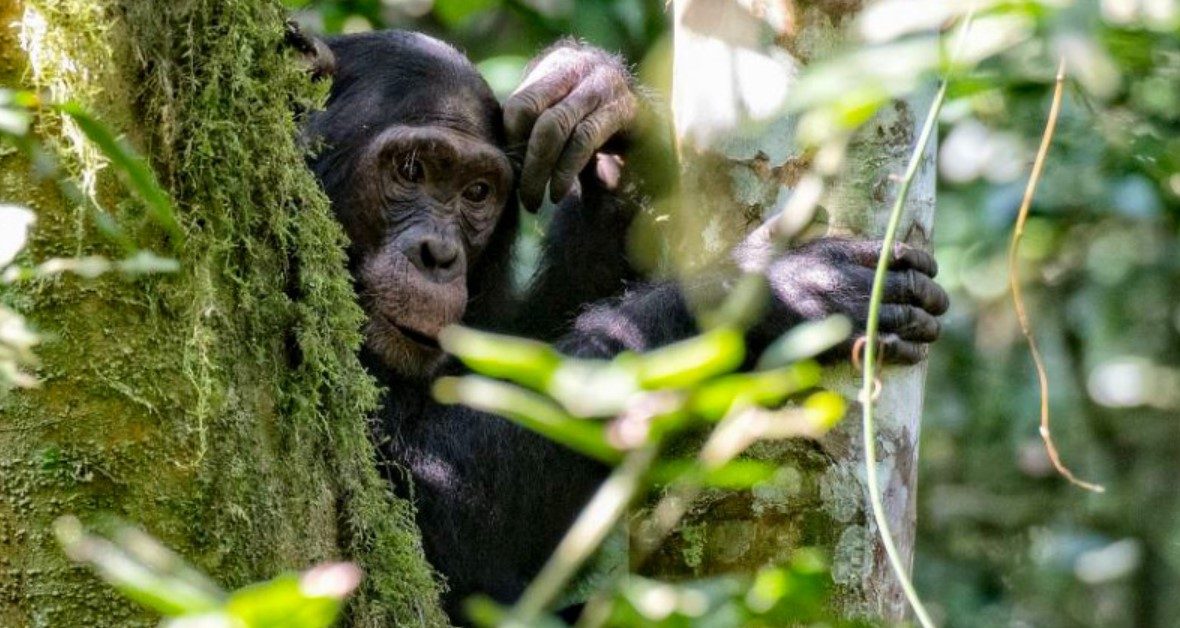 In Semuliki National Park, chimpanzee trekking activities are an unforgettable experience and a popular tourist attraction in western Uganda.