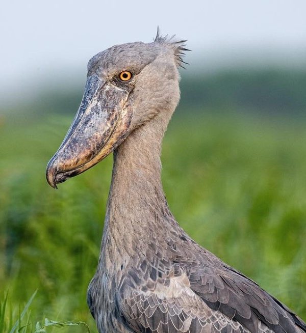 Discover the rare Shoebill Stork in Semuliki National Park, Uganda rainforest trails, 400+ bird species ideal for birders & nature lovers seeking adventure.