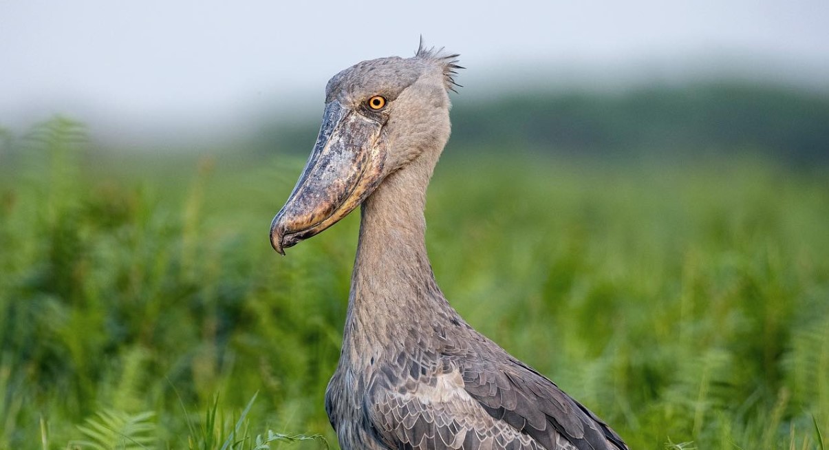 Discover the rare Shoebill Stork in Semuliki National Park, Uganda rainforest trails, 400+ bird species ideal for birders & nature lovers seeking adventure.