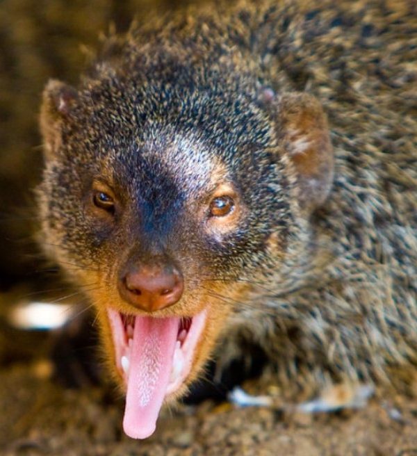 Banded mongoose in Queen Elizabeth national park: The best place in all of East Africa to see these exciting creatures in savannah-style vegetation