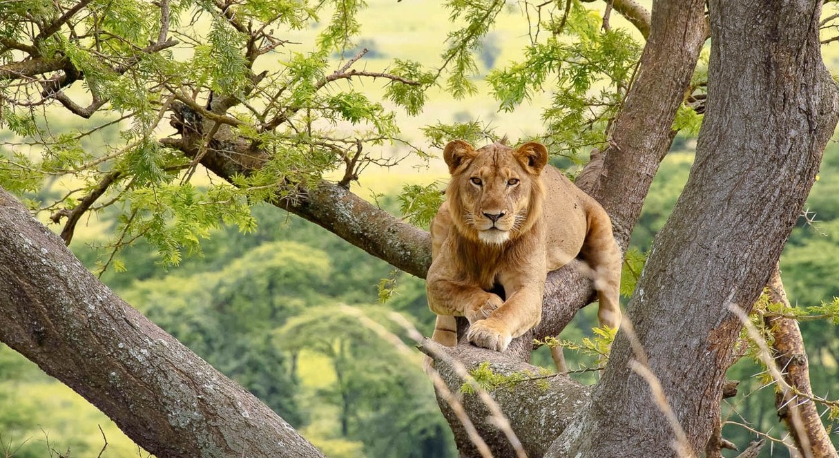 Booking a safari to Queen Elizabeth National Park Booking a safari to Queen Elizabeth National Park: after choosing your destination, decide whether to use a local tour operator or plan the safari yourself .