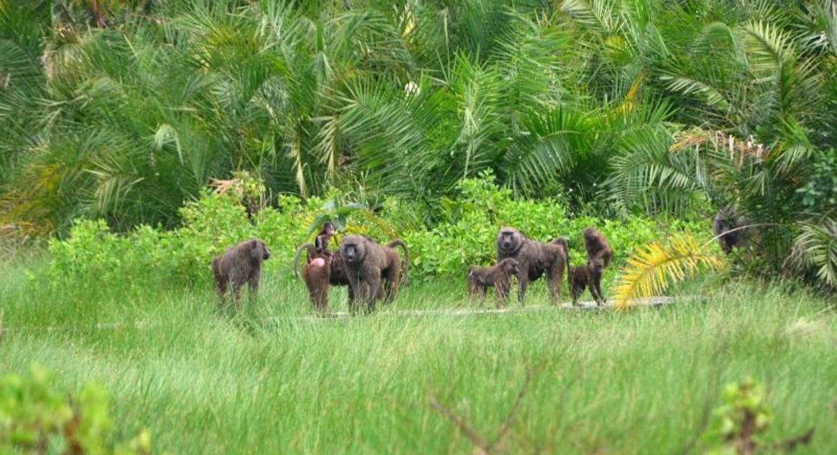 Discovering Semuliki Valley, a lowland rainforest teeming with biodiversity, geothermal hot springs, and an untouched Congo Basin ecosystem