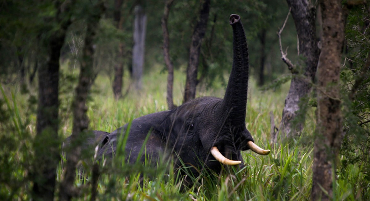 Mammal species to see in Semuliki National Park: One of the most popular national parks in western Uganda, is home to several wildlife species