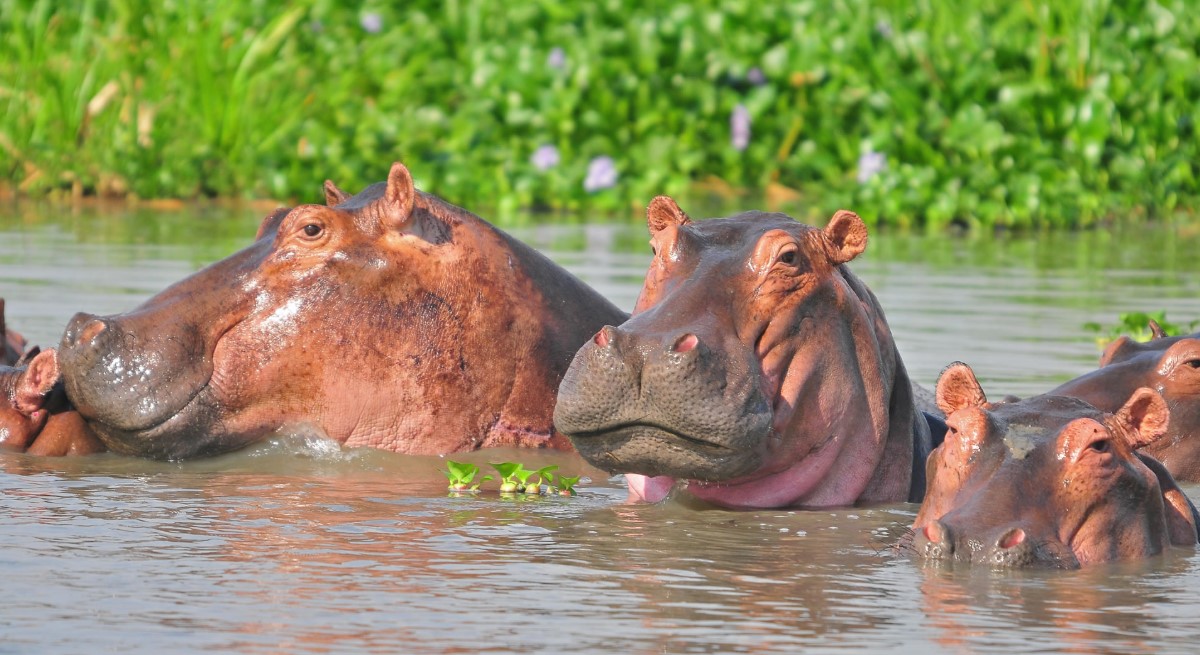 River Semuliki: One of the rivers in Uganda's western region in Semuliki National Park, located in the Bundibugyo area on the borders of Uganda and Congo