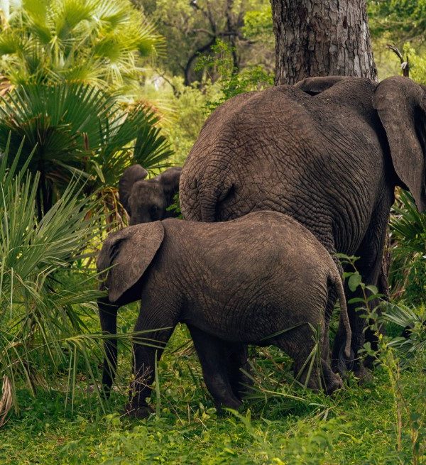 Semuliki National Park Safaris: This is Uganda’s national park situated in the western part of the country on the borders of Uganda with DR Congo