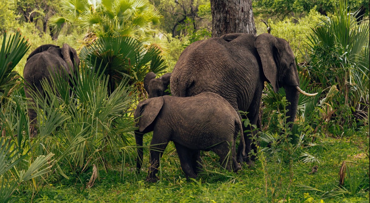 Semuliki National Park Safaris: This is Uganda’s national park situated in the western part of the country on the borders of Uganda with DR Congo
