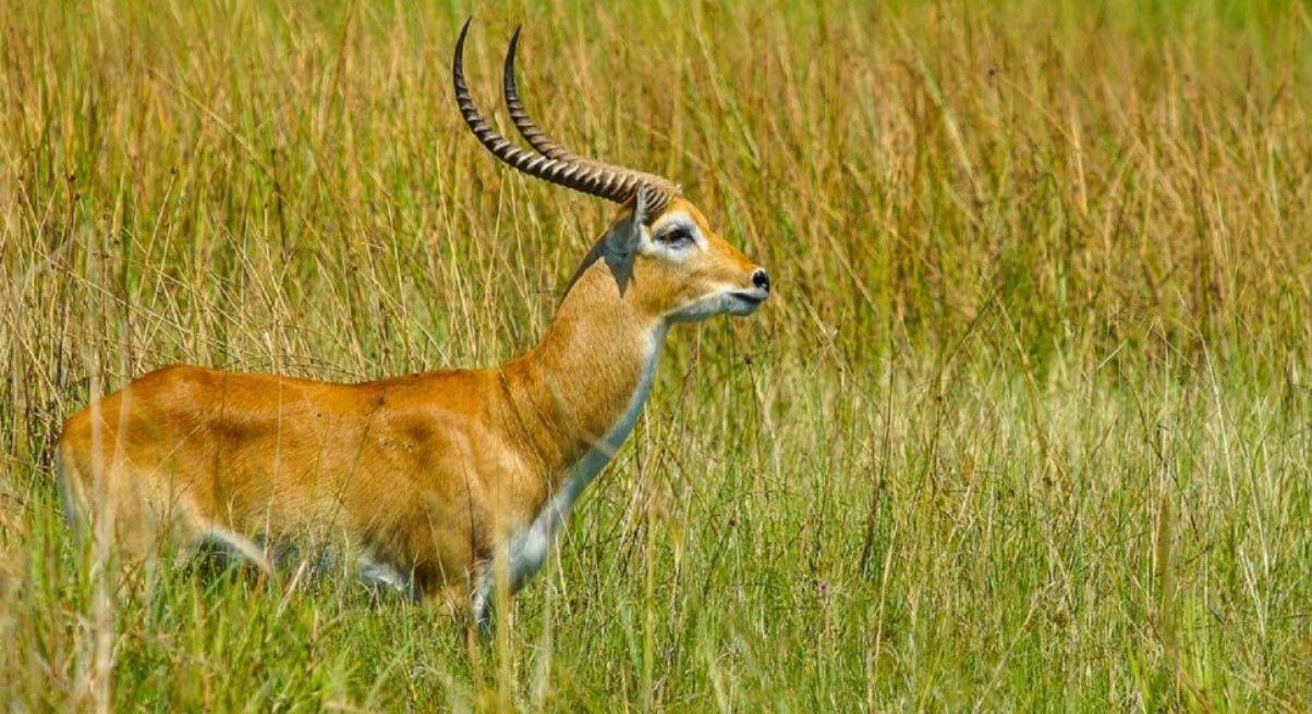 Semuliki National Park Short Safaris are ideal for travelers who want to experience nature but have limited time for a vacation to Uganda