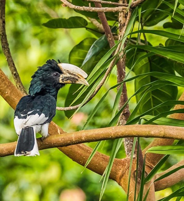 What makes Semuliki National Park special the only lowland tropical rainforest in Uganda and is well-known for its numerous tourist attractions