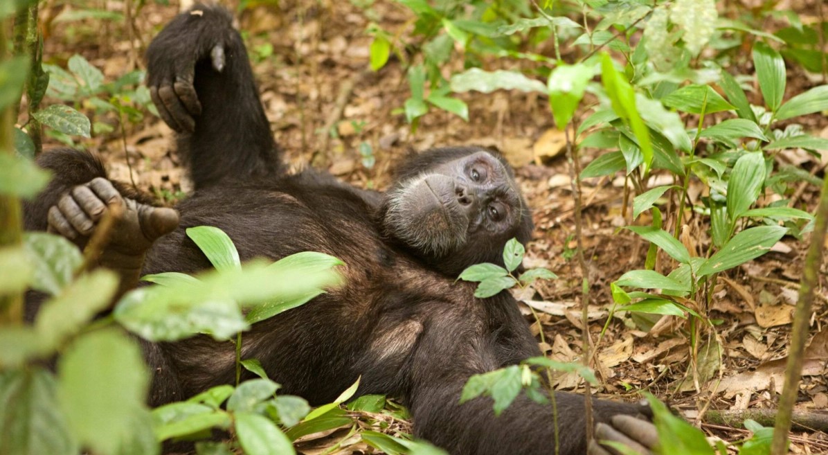 When to go chimpanzee trekking in Kyambura Gorge: One of the few destinations in Uganda where chimpanzee trekking is possible