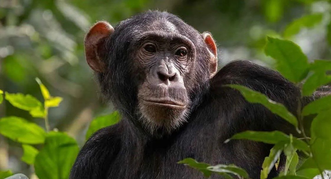 Cost of chimpanzee permit in Kyambura Gorge: Chimpanzees can be seen at Kyambura Gorge, which is located on the eastern edge of Queen Elizabeth National Park