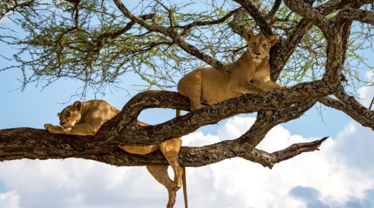 How can I save on a safari to Queen Elizabeth National Park? today we'll look at many ways you may cut costs on a safari to one of the oldest National parks of Uganda