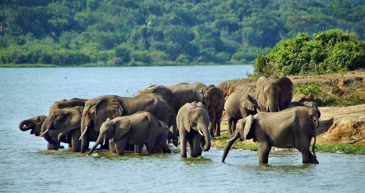 How far is it from Kampala to Queen Elizabeth National Park? Despite being in the western region of Uganda near Virunga National Park of DR Cong