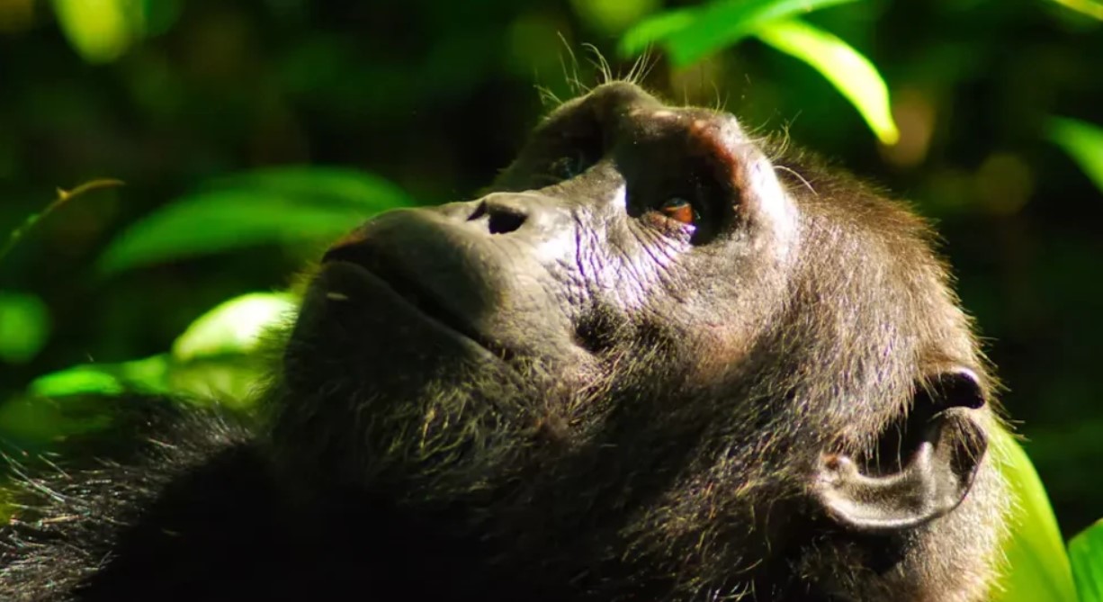 How many hours can one spend with chimpanzees in Kyambura Gorge? Are you planning a chimp safari, but you're unsure of how much time you'll spend