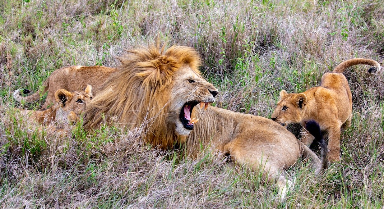 How safe is Queen Elizabeth National Park? The Park, a popular destination in the country, is located in 1978 square kilometers in the country's western region