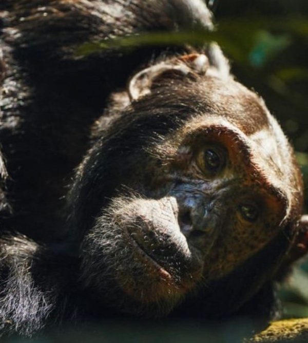 Is chimpanzee trekking in Kyambura Gorge worth the money? The majority of tourists who intend to go chimp tracking often wondering if it is worth the money