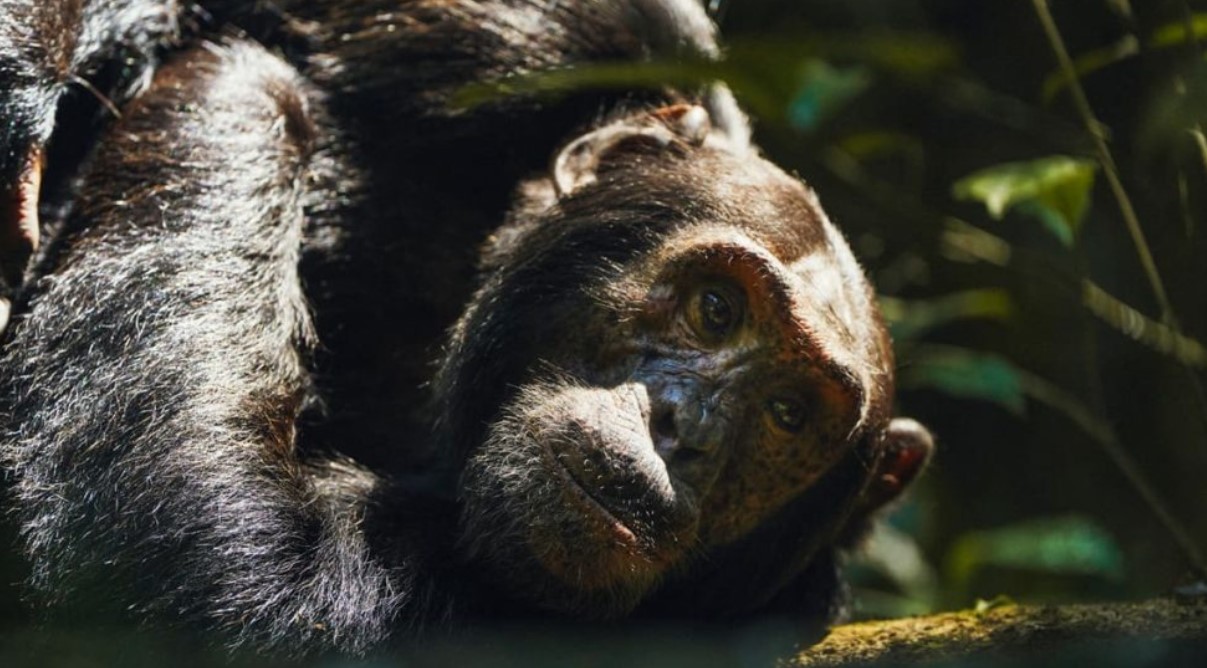 Is chimpanzee trekking in Kyambura Gorge worth the money? The majority of tourists who intend to go chimp tracking often wondering if it is worth the money