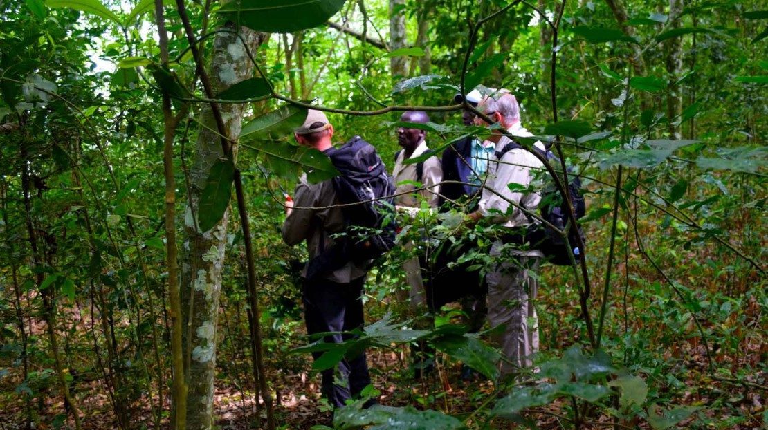 Maramagambo Forest is located in the western Uganda in the Rubirizi district in Queen Elizabeth National Park and stretches to Lake Edward
