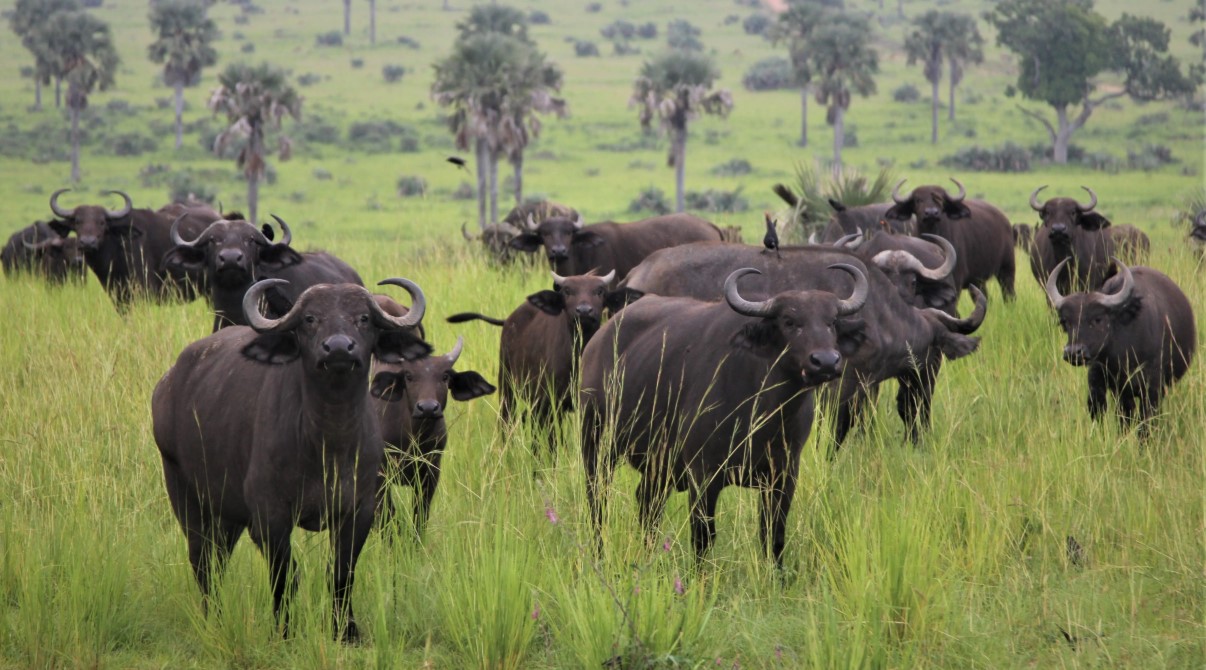 Location of Queen Elizabeth National Park: The western region of Uganda, which includes the districts of Rukungiri, Kasese, Kamwenge, and Rubirizi,