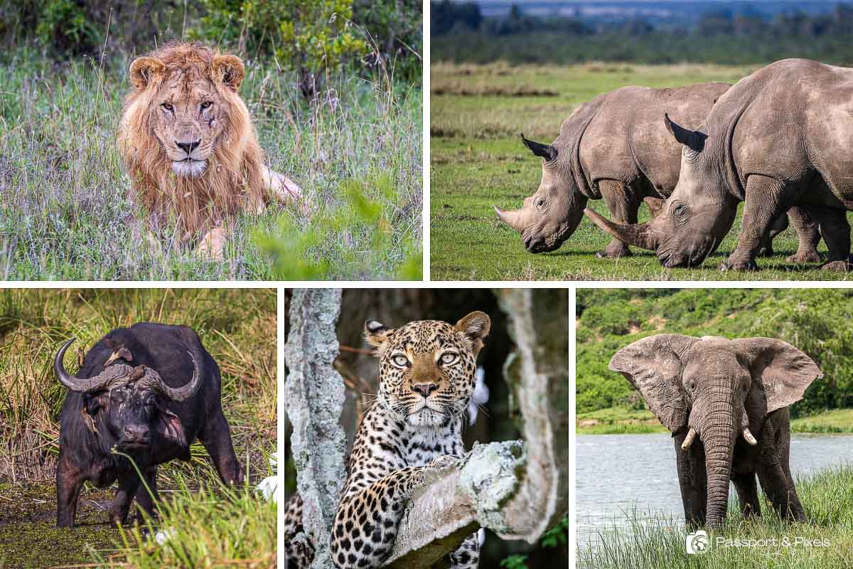 Uganda Big 5 Safari and Primate Tour: Gorilla Trekking & Chimpanzee Tracking with Alive Africa Adventures (2026 Guide)