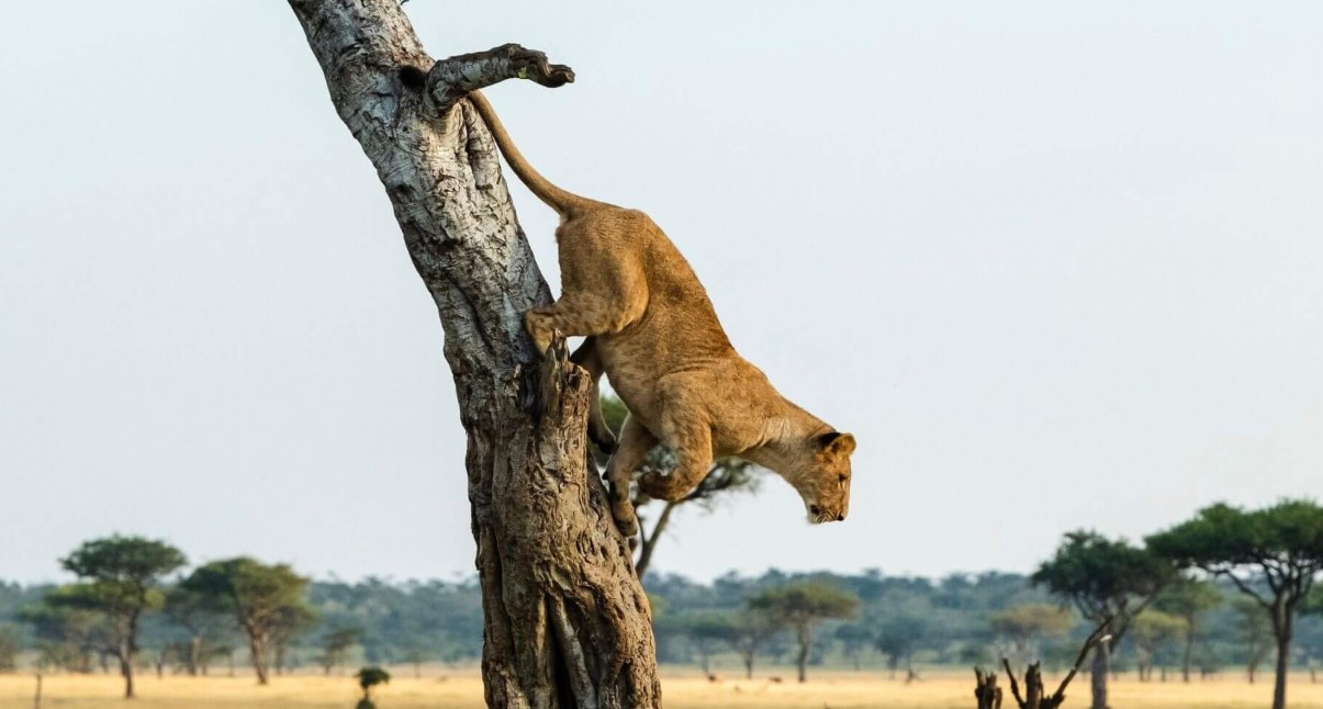 Top things to do in Queen Elizabeth national park