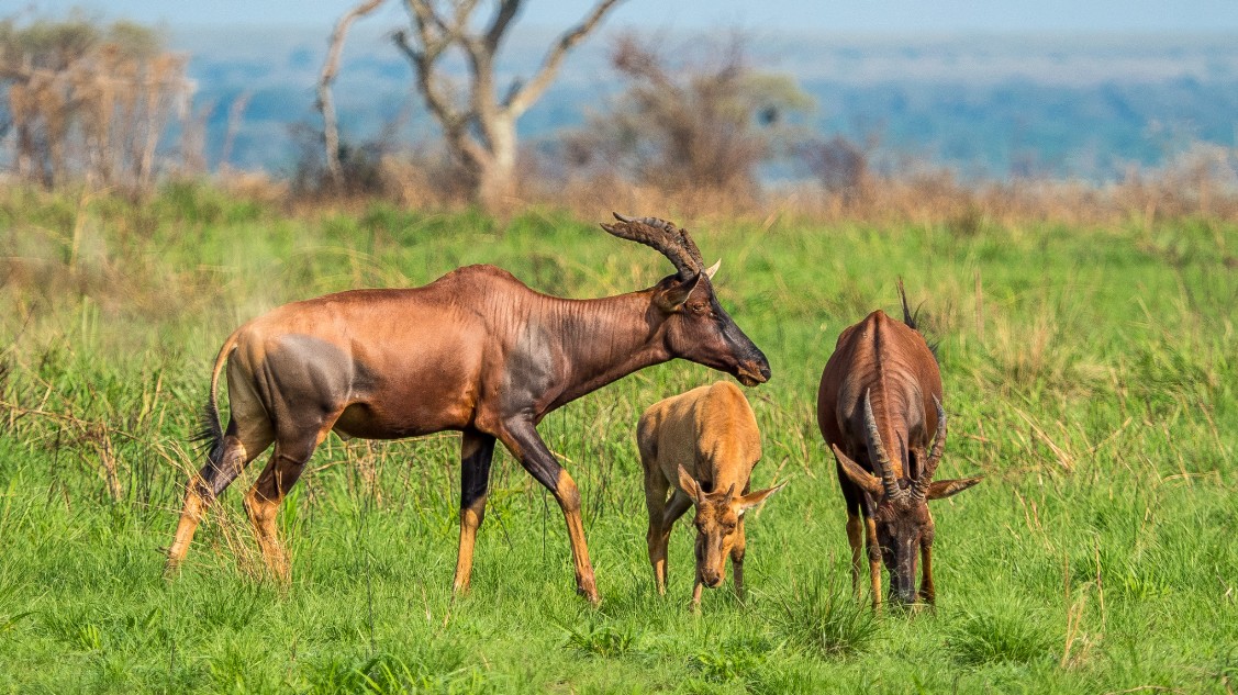 Visiting Queen Elizabeth National Park in the rainy season: The park is in western Uganda, around 400 kilometers southwest of the capital city of Kampala