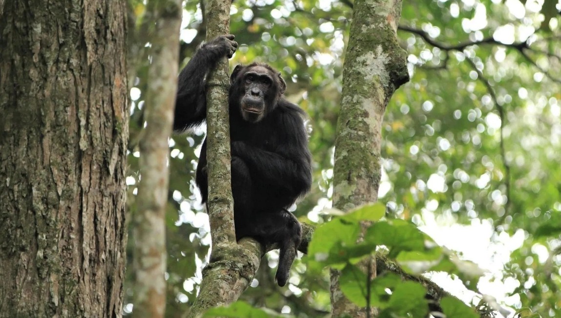 Kyambura Gorge in Queen Elizabeth National Park is one of the few locations in East Africa where chimpanzees and aother endangered primate species may be found