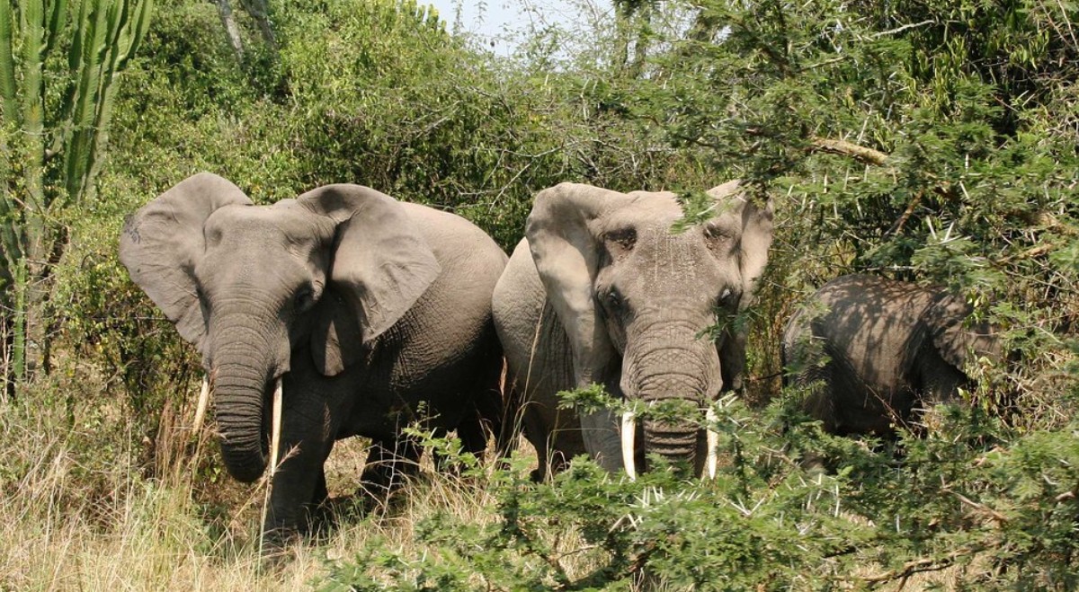 Filming elephants in Queen Elizabeth National Park