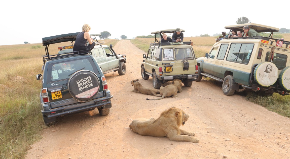 Game drives in Queen Elizabeth National Park: One of the most frequented protected areas in Uganda, situated in the western part of the country
