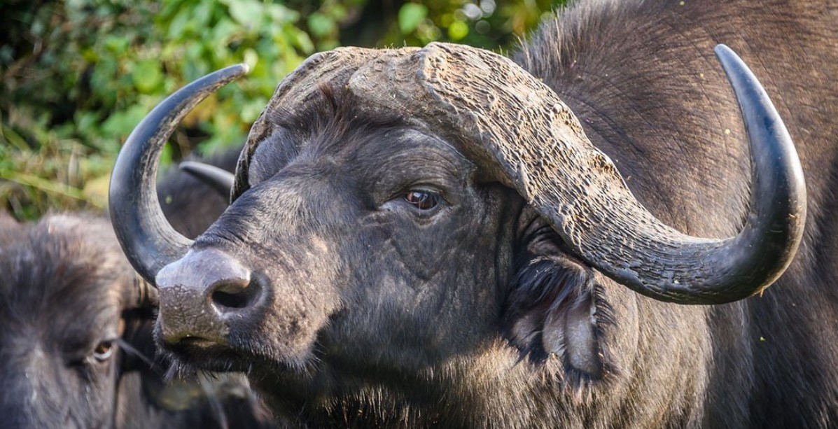 Mammals of Queen Elizabeth National Park, a home to a variety of mammalian species that belong to the class Mammalia of vertebrate animals
