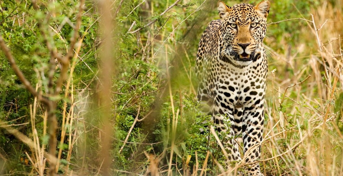 Tracking leopards in Queen Elizabeth National Park: The only national park and the best place in Uganda where you can track these mammals
