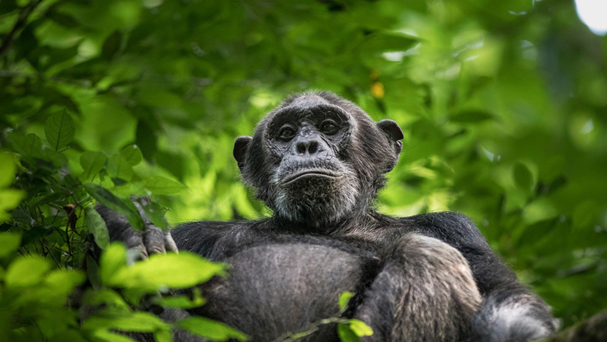 Budongo forest activities