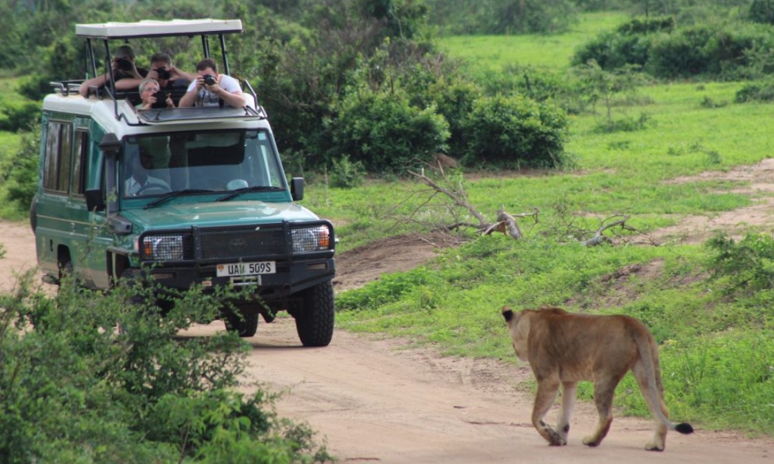 Game Drive in Murchison Falls National Park: Uganda’s largest and oldest conservation area, covering about 3,800 square kilometers