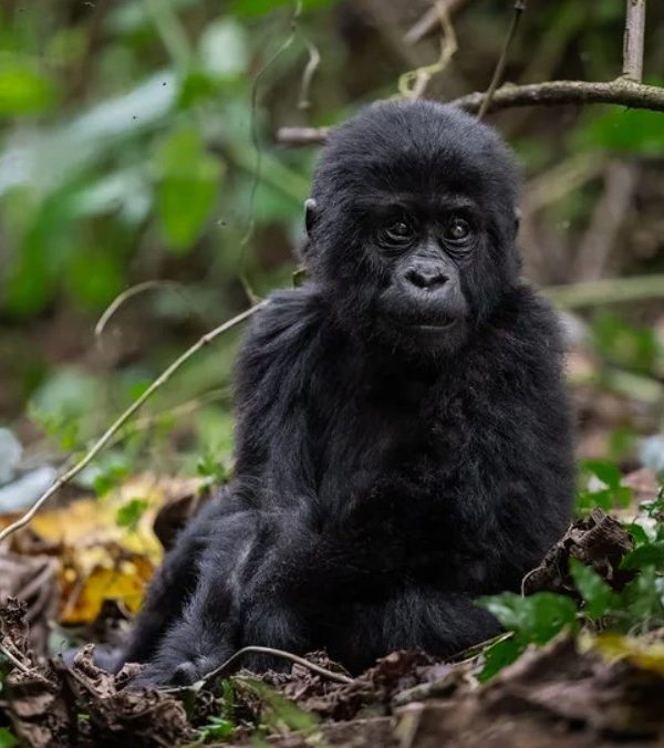 New Gorilla Permit Prices for Uganda 2027