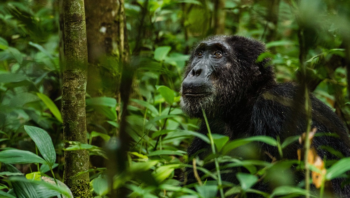 Revised Chimpanzee Trekking Permit Cost in Uganda