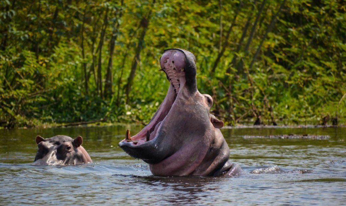 What to see in Murchison Falls National Park