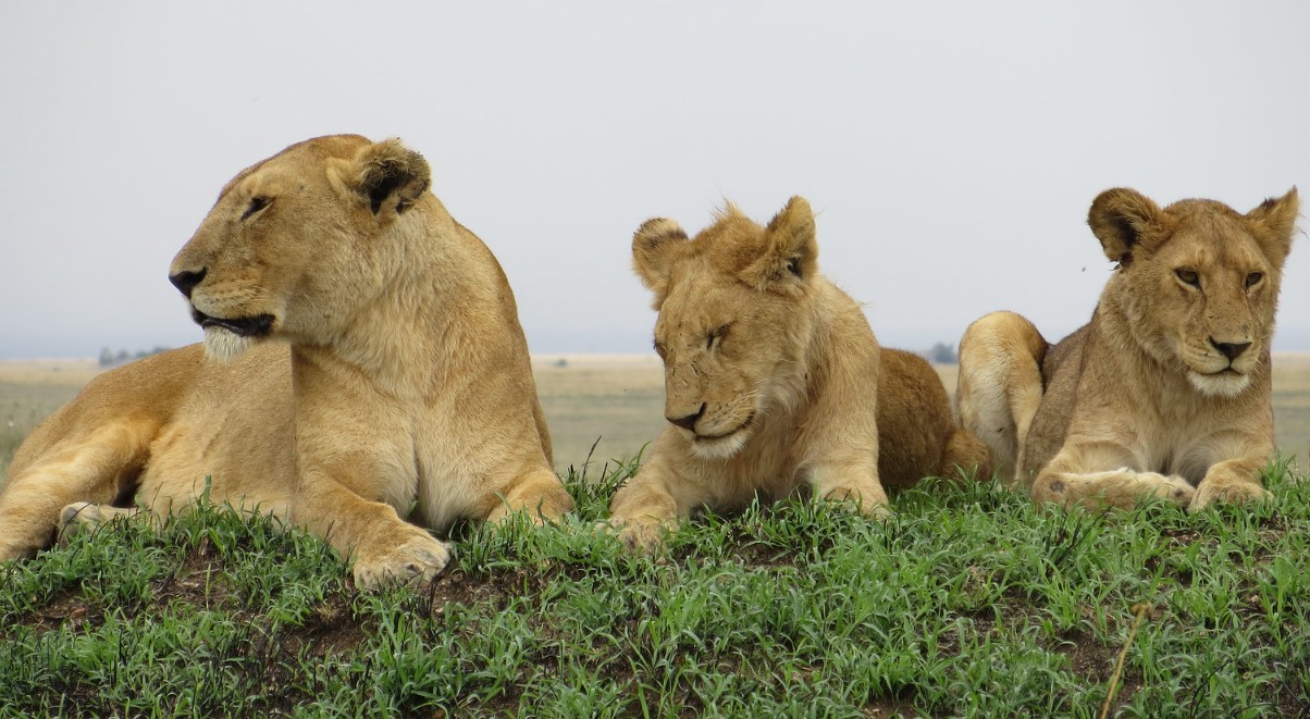 Where can I see Lions in Uganda
