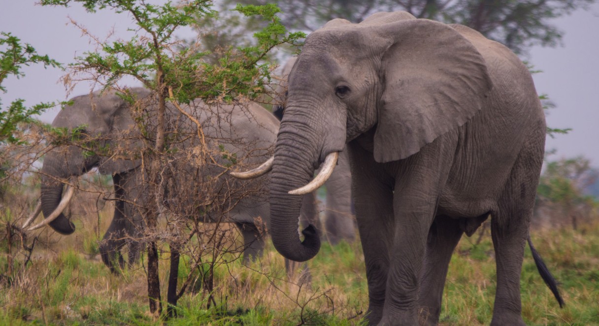 Why Uganda Is a Popular Destination
