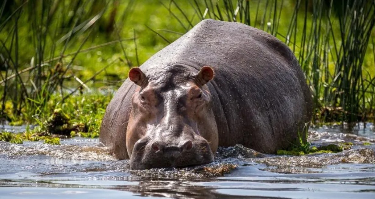 Wildlife in Murchison Falls National Park