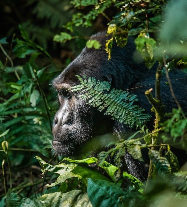 Last-Minute Safari Booking in Uganda