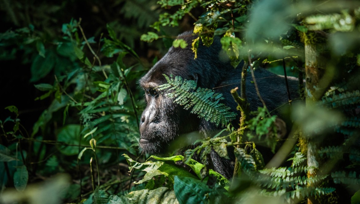 Last-Minute Safari Booking in Uganda