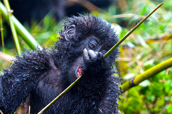 3-Days-Uganda-Gorilla-Habituation-Safari