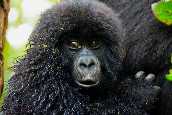 4-Day-Uganda-Gorilla-and-Chimpanzee-Trekking-Safari