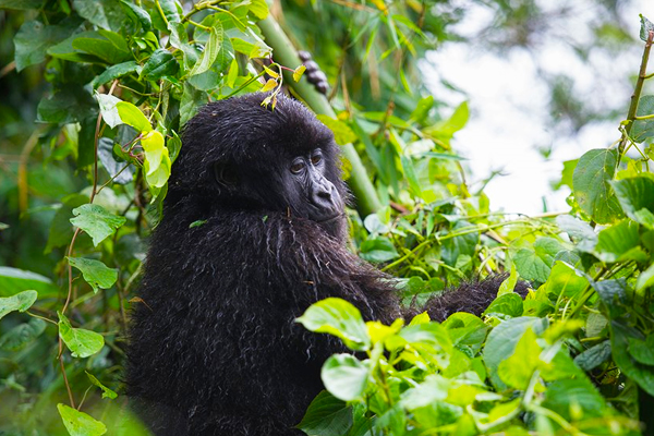 5-Days-Luxury-Flying-Gorilla-Trekking-and-Habituation