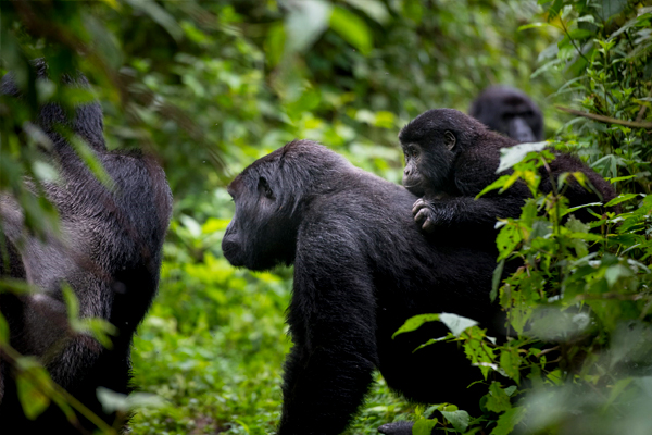 5-Days-Rwanda-Gorilla-Trekking-Safari