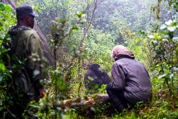 7-Days-Chimpanzee-and-Gorilla-Habituation-Safari