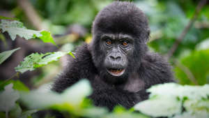 Gorilla Habituation in Uganda