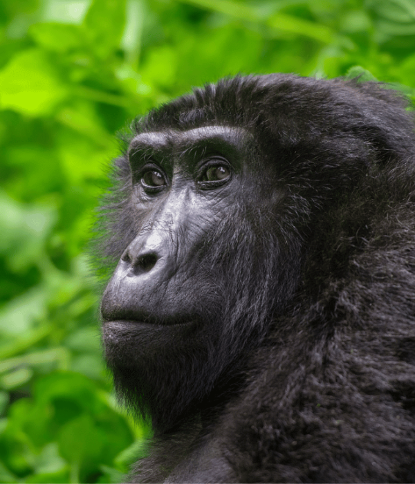 Gorilla Habituation in Uganda1 png