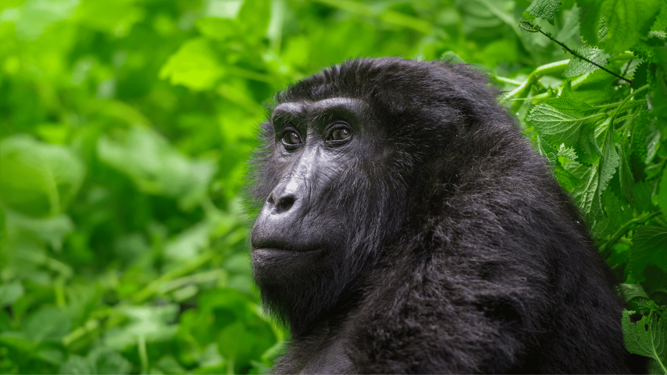 Gorilla Habituation in Uganda1 png
