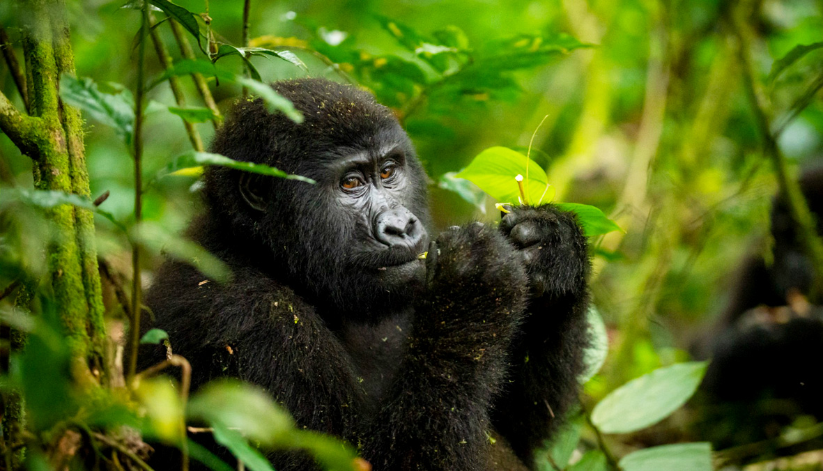 mountain-gorilla-in-bwindi-impenetrable-national-park